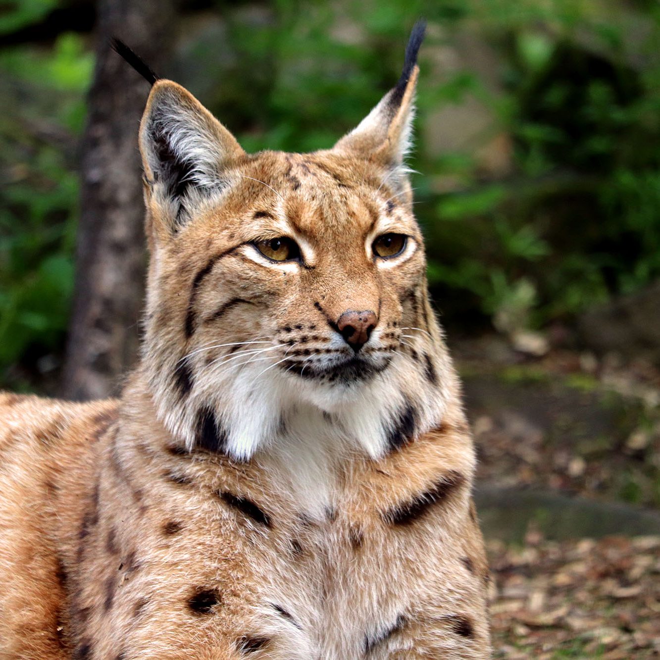 <b>CARPATHIAN LYNX</b>
<br>
<i>Lynx lynx carpathicus</i>
<br>
Where They Live: Romania, Slovakia & Hungary
<br>
Status: Least Concern