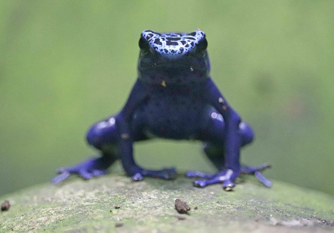 <b>BLUE POISON DART FROG</b>
<br>
<i>Dendrobates tinctorius "azureus"</i>
<br>
Where They Live: South America
<br>
Status: Endangered