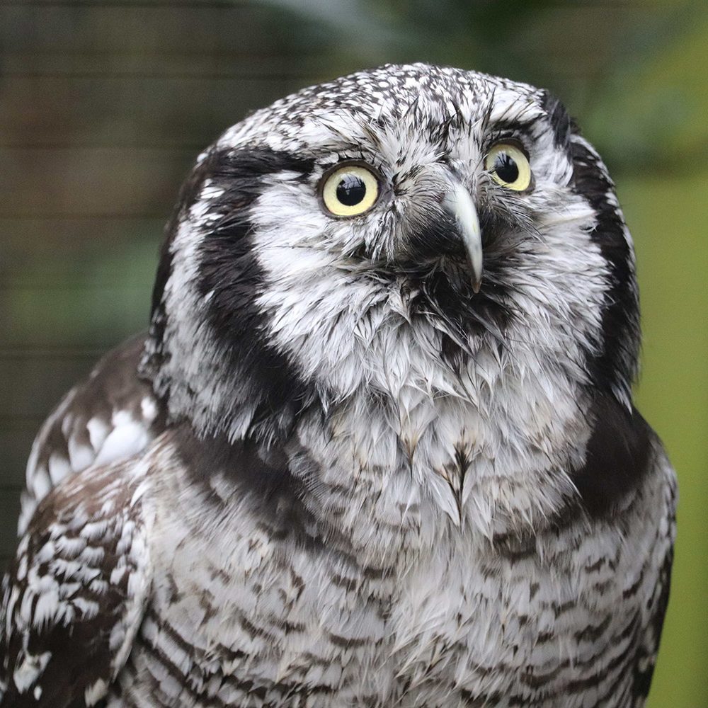 <b>NORTHERN HAWK OWL</b>
<br>
<i>Surnia ulula</i>
<br>
Where They Live: Northern Hemisphere
<br>
Status: Least Concern