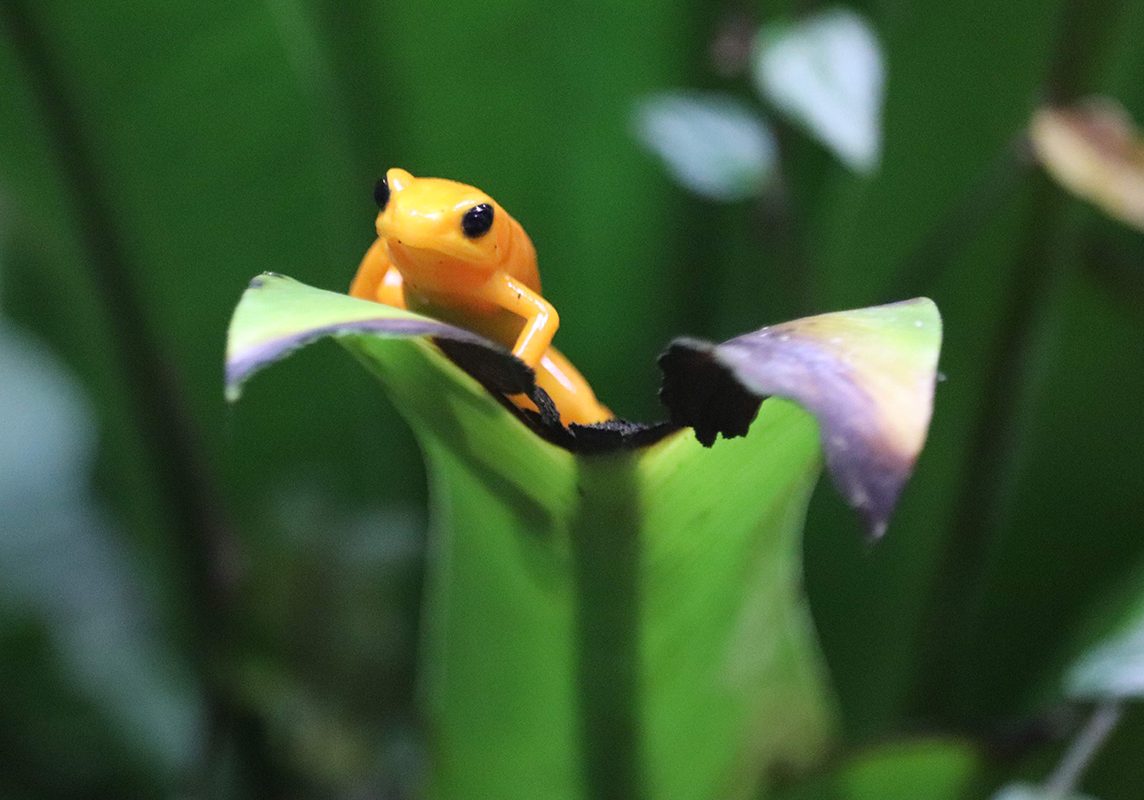 <b>GOLDEN MANTELLA FROG</b>
<br>
<i>Mantella aurantiaca</i>
<br>
Where They Live: Madagascar
<br>
Status: Critically Endangered