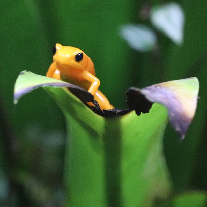 <b>GOLDEN MANTELLA FROG</b>
<br>
<i>Mantella aurantiaca</i>
<br>
Where They Live: Madagascar
<br>
Status: Critically Endangered