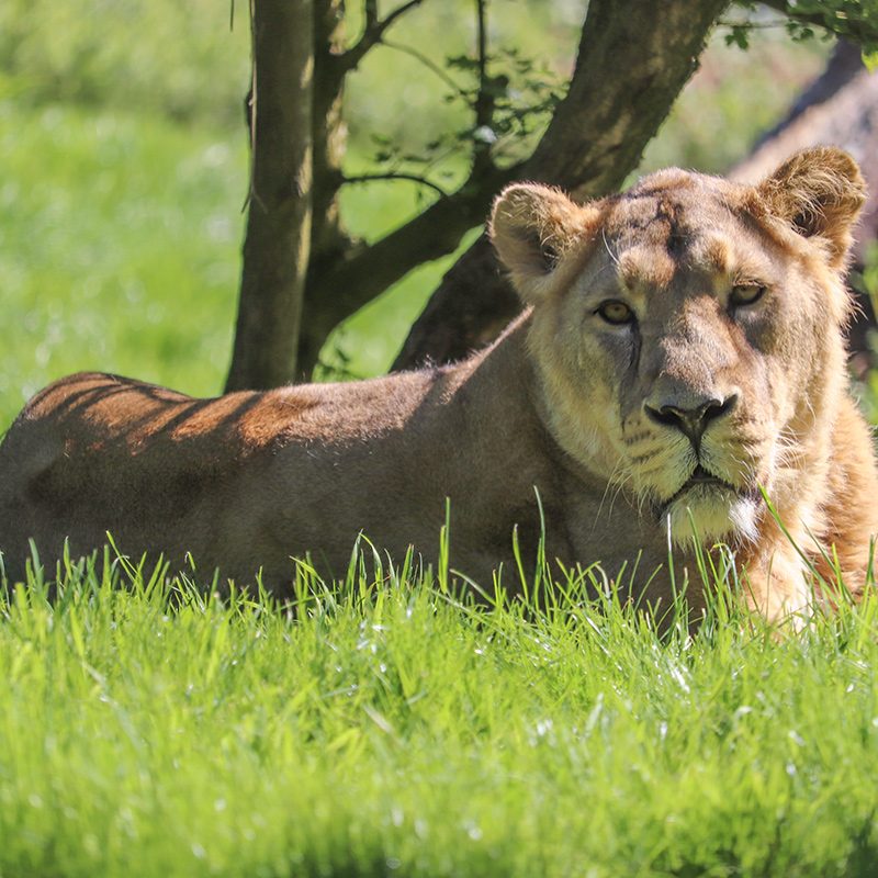 <b>ASIATIC LION</b>
<br>
<i>Panthera leo persica</i>
<br>
Where They Live: India
<br>
Status: Endangered