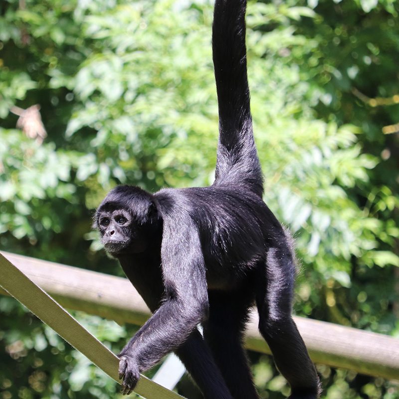 <b>COLOMBIAN BLACK SPIDER MONKEY</b>
<br>
<i>Ateles fusciceps rufiventris</i>
<br>
Where They Live: Colombia & Panama
<br>
Status: Critically Endangered