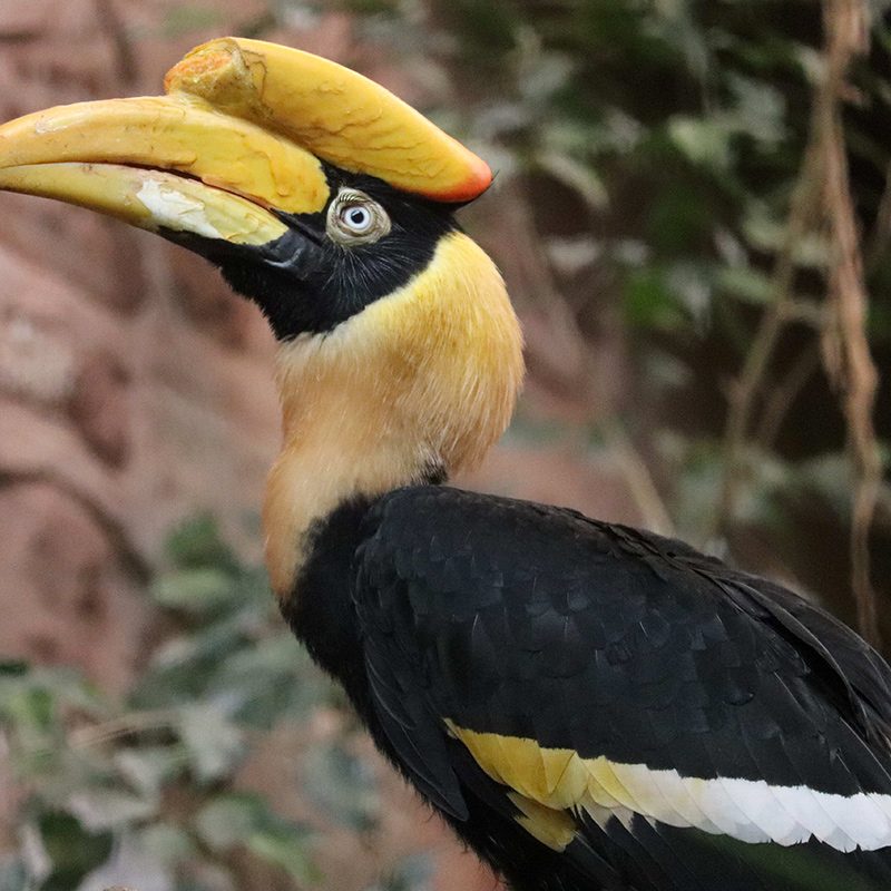 <b>GREAT HORNBILL</b>
<br>
<i>Buceros bicornis</i>
<br>
Where They Live: South East Asia
<br>
Status: Vulnerable