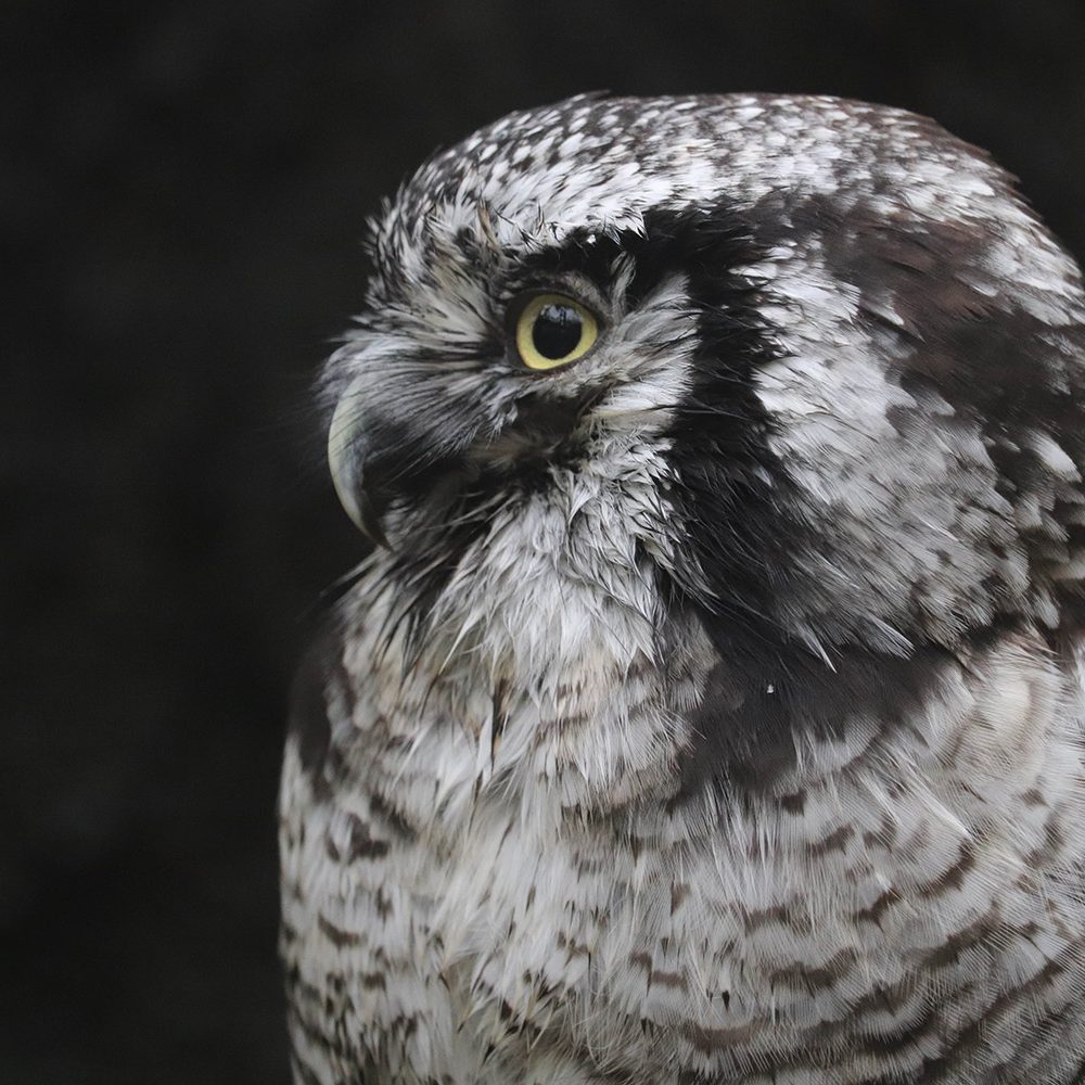 <b>NORTHERN HAWK OWL</b>
<br>
<i>Surnia ulula</i>
<br>
Where They Live: Northern Hemisphere
<br>
Status: Least Concern