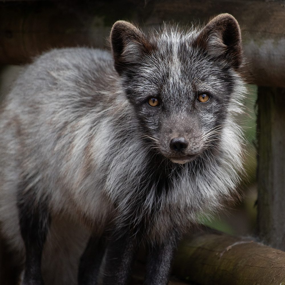 <b>ARCTIC FOX</b>
<br>
<i>Vulpes lagopus</i>
<br>
Where They Live: Northern Hemisphere
<br>
Status: Least Concern