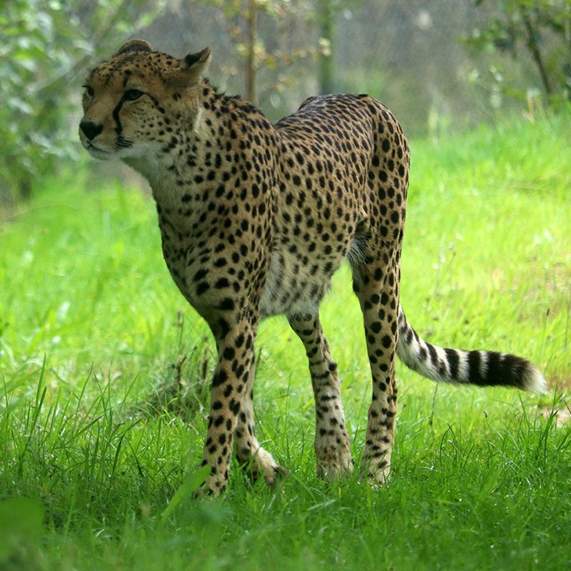 <b>CHEETAH</b>
<br>
<i>Acinonyx jubatus</i>
<br>
Where They Live: Africa
<br>
Status: Vulnerable