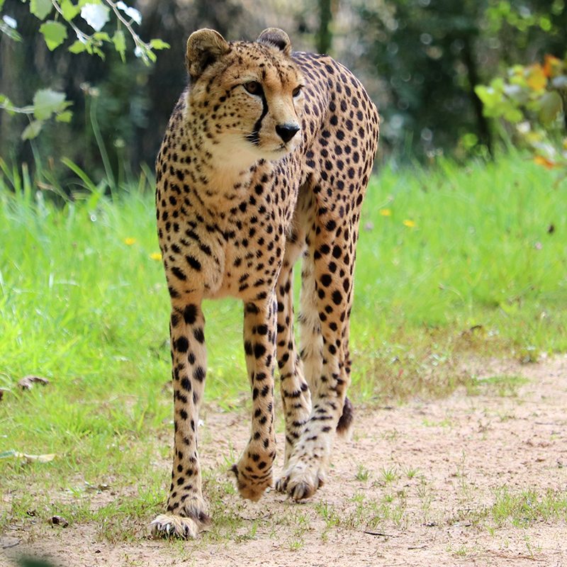 <b>CHEETAH</b>
<br>
<i>Acinonyx jubatus</i>
<br>
Where They Live: Africa
<br>
Status: Vulnerable