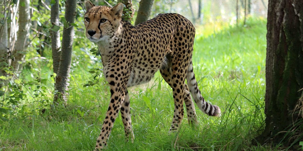 <b>CHEETAH</b>
<br>
<i>Acinonyx jubatus</i>
<br>
Where They Live: Africa
<br>
Status: Vulnerable