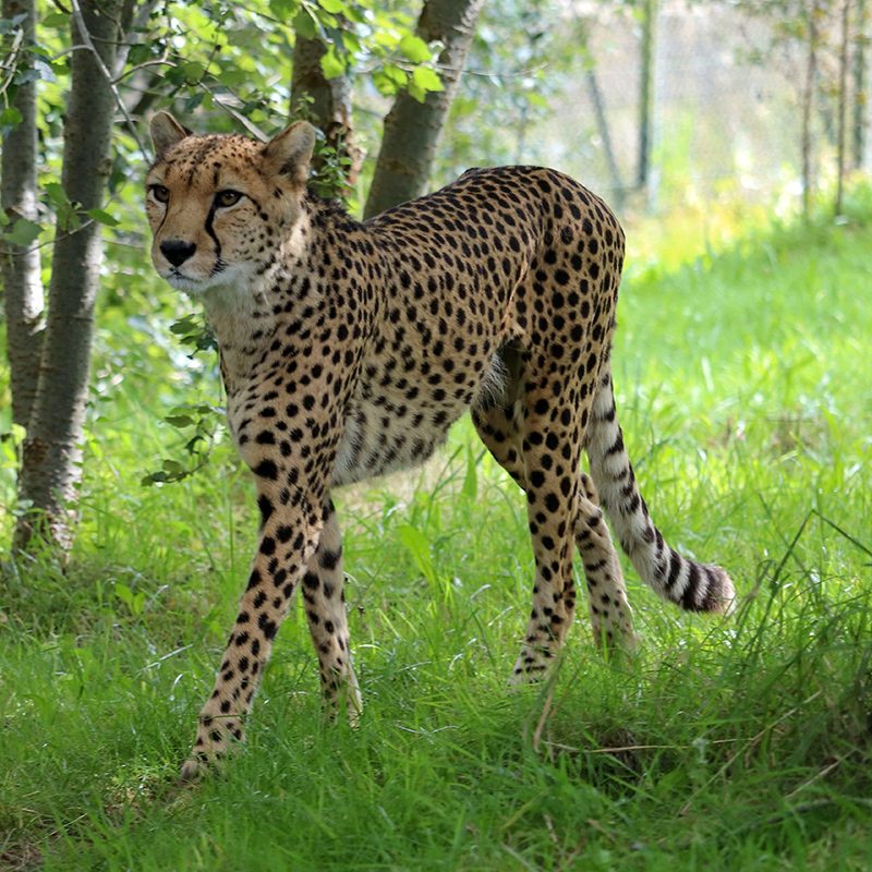 <b>CHEETAH</b>
<br>
<i>Acinonyx jubatus</i>
<br>
Where They Live: Africa
<br>
Status: Vulnerable