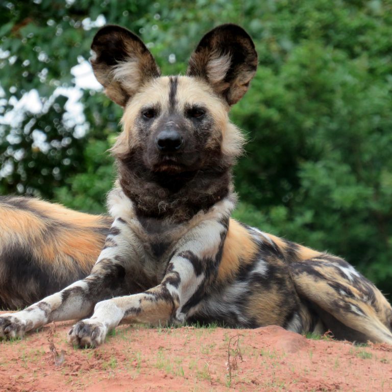 <b>AFRICAN WILD DOG</b>
<br>
<i>Lycaon pictus</i>
<br>
Where They Live: Central & Southern Africa
<br>
Status: Endangered
