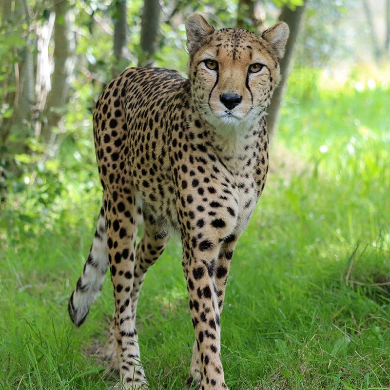 <b>CHEETAH</b>
<br>
<i>Acinonyx jubatus</i>
<br>
Where They Live: Africa
<br>
Status: Vulnerable