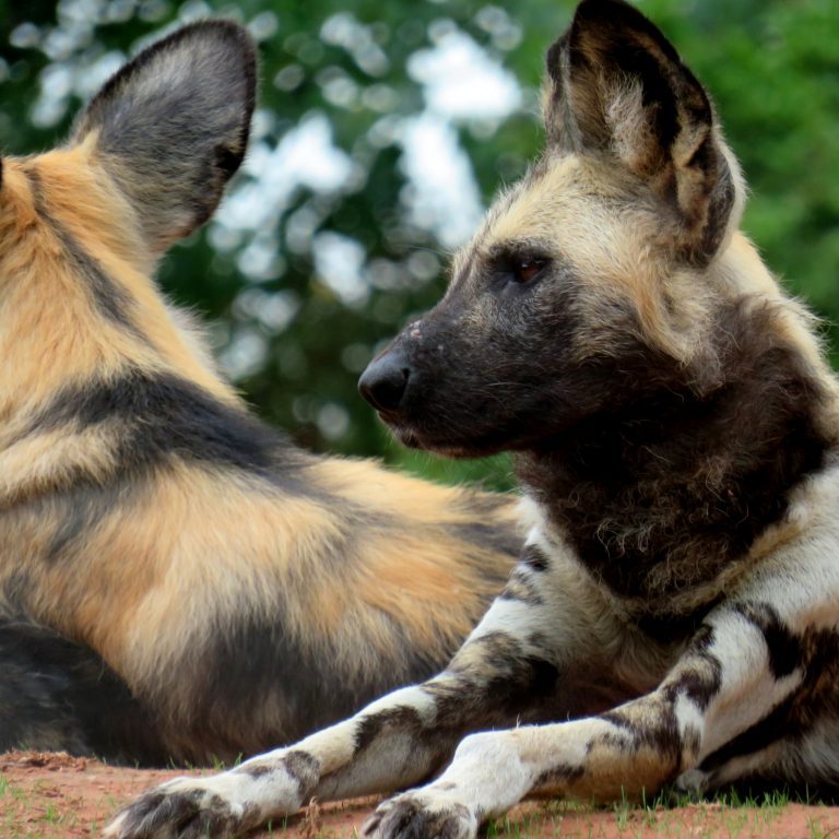 <b>AFRICAN WILD DOG</b>
<br>
<i>Lycaon pictus</i>
<br>
Where They Live: Central & Southern Africa
<br>
Status: Endangered