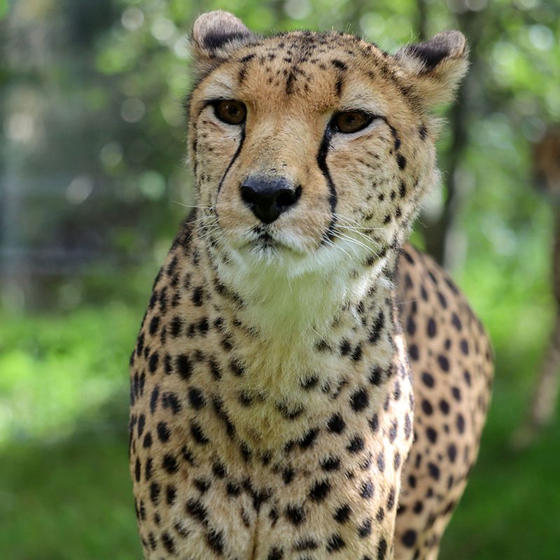 <b>CHEETAH</b>
<br>
<i>Acinonyx jubatus</i>
<br>
Where They Live: Africa
<br>
Status: Vulnerable