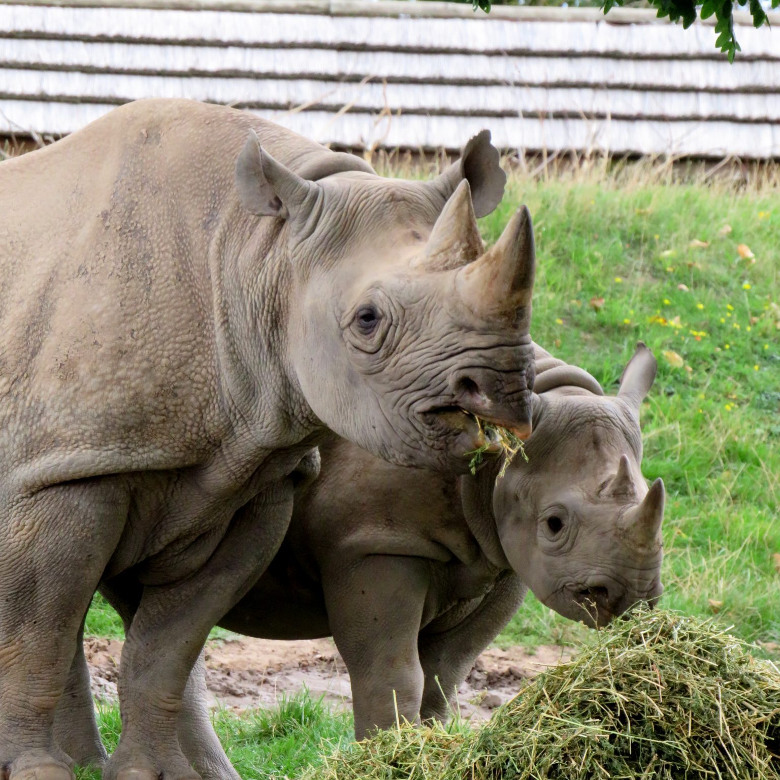 <b>BLACK RHINOCEROS</b>
<br>
<i>Diceros bicornis</i>
<br>
Where They Live: Eastern & Southern Africa
<br>
Status: Critically Endangered
