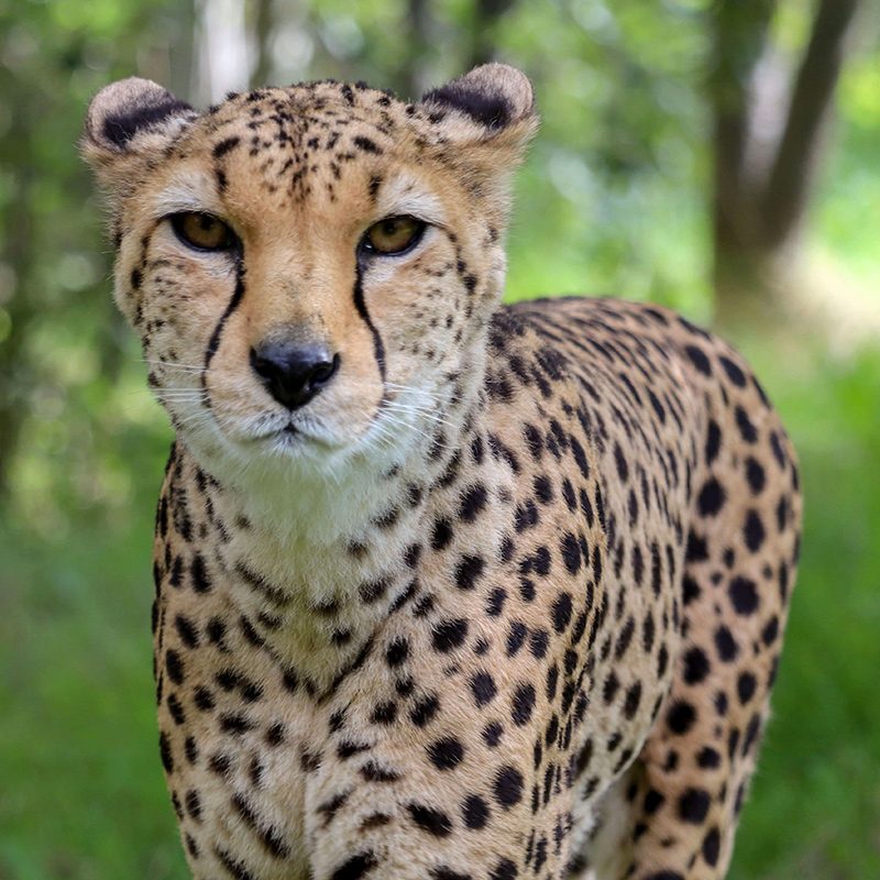 <b>CHEETAH</b>
<br>
<i>Acinonyx jubatus</i>
<br>
Where They Live: Africa
<br>
Status: Vulnerable