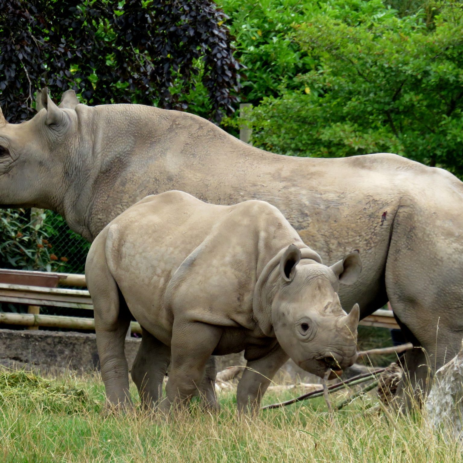 <b>BLACK RHINOCEROS</b>
<br>
<i>Diceros bicornis</i>
<br>
Where They Live: Eastern & Southern Africa
<br>
Status: Critically Endangered