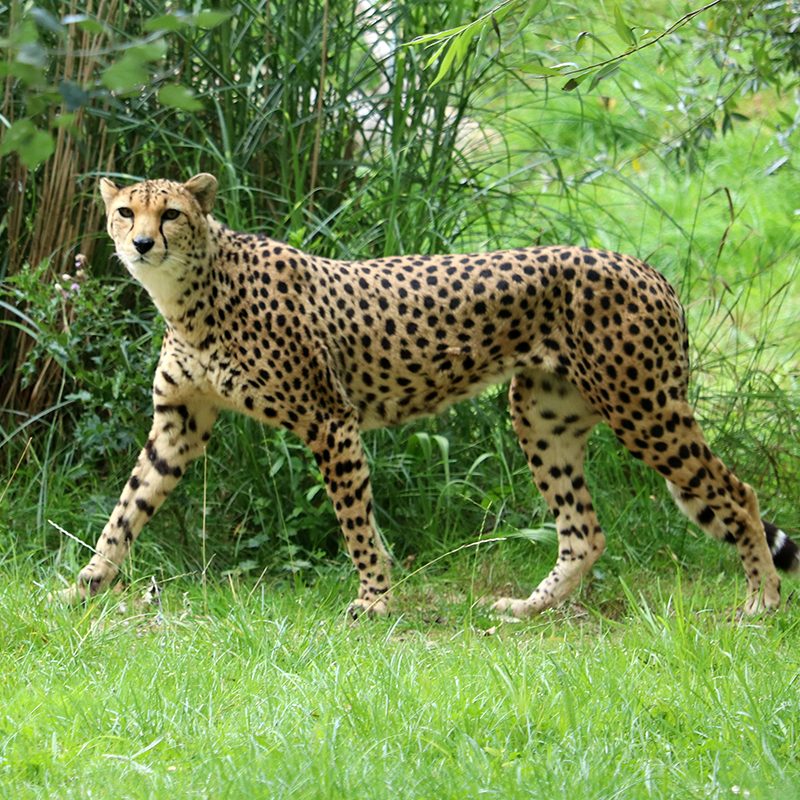 <b>CHEETAH</b>
<br>
<i>Acinonyx jubatus</i>
<br>
Where They Live: Africa
<br>
Status: Vulnerable