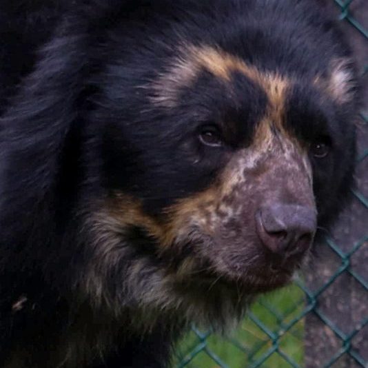 <b>ANDEAN BEAR</b>
<br>
<i>Tremarctos ornatus</i>
<br>
Where They Live: South America
<br>
Status: Vulnerable