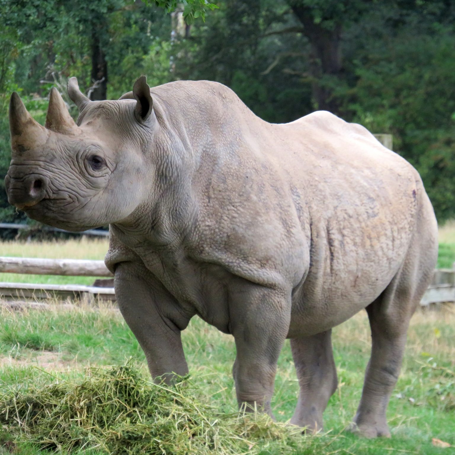 <b>BLACK RHINOCEROS</b>
<br>
<i>Diceros bicornis</i>
<br>
Where They Live: Eastern & Southern Africa
<br>
Status: Critically Endangered