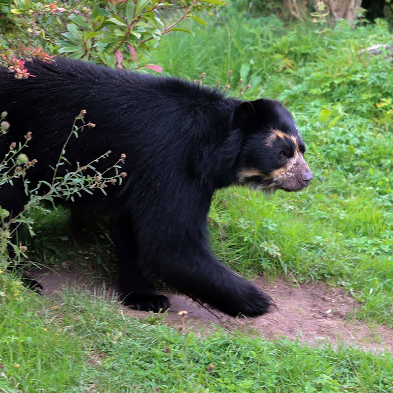 <b>ANDEAN BEAR</b>
<br>
<i>Tremarctos ornatus</i>
<br>
Where They Live: South America
<br>
Status: Vulnerable