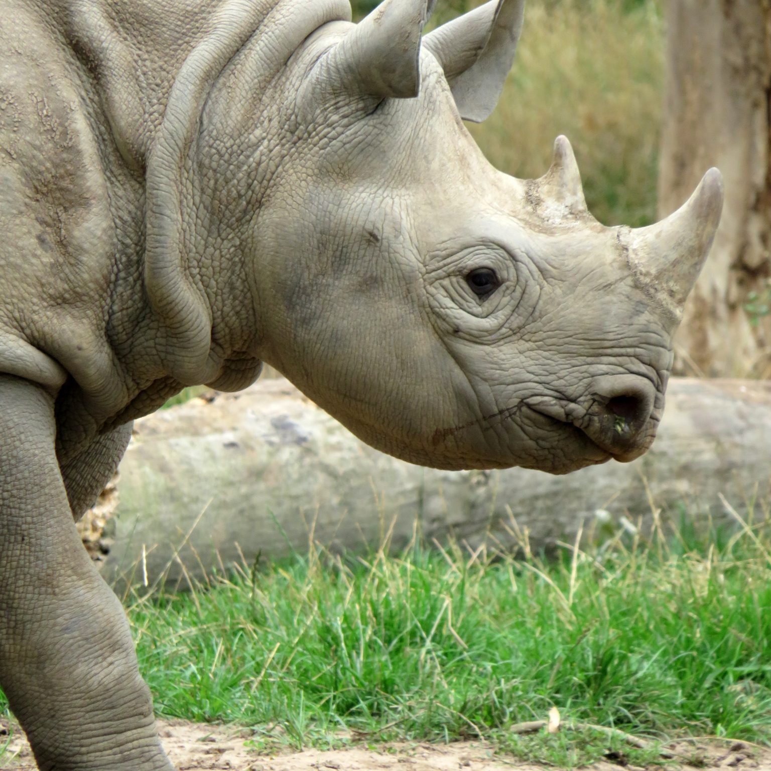 <b>BLACK RHINOCEROS</b>
<br>
<i>Diceros bicornis</i>
<br>
Where They Live: Eastern & Southern Africa
<br>
Status: Critically Endangered