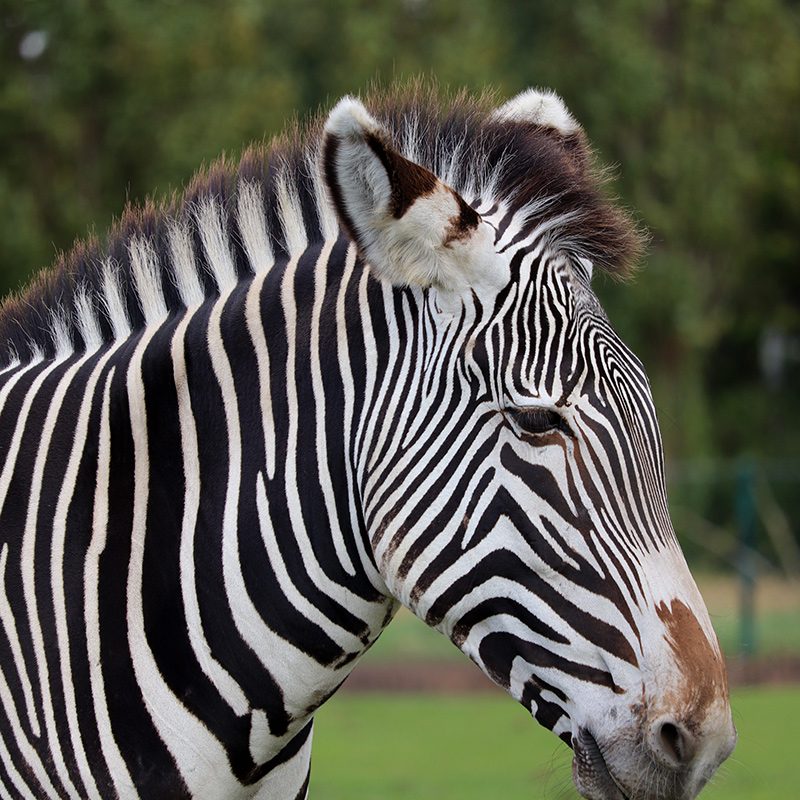 <b>GREVYS ZEBRA</b>
<br>
<i>Equus grevyi</i>
<br>
Where They Live: Ethiopia & Kenya
<br>
Status: Endangered