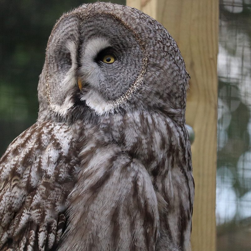 <b>GREAT GREY OWL</b>
<br>
<i>Strix nebulosa</i>
<br>
Where They Live: Northern Hemisphere
<br>
Status: Least Concern