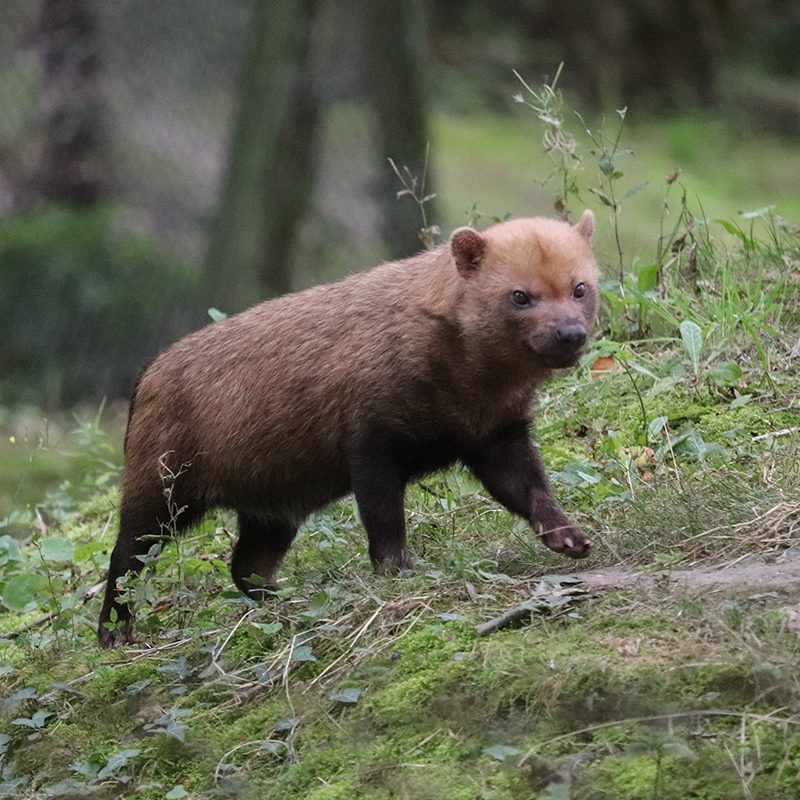 <b>BUSH DOG</b>
<br>
<i>Speothos venaticus</i>
<br>
Where They Live: Central & Southern America
<br>
Status: Near Threatened