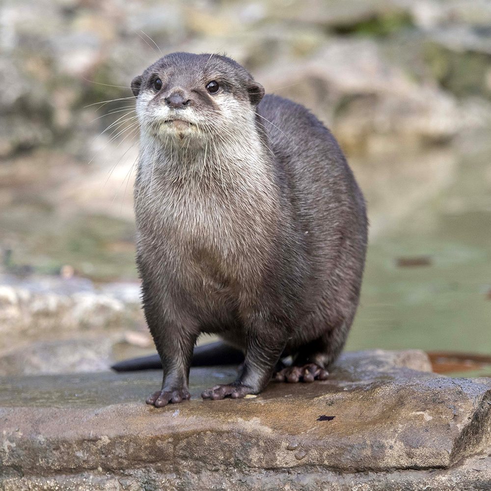 <b>ASIATIC SHORT-CLAWED OTTER</b>
<br>
<i>Amblonyx cinereus</i>
<br>
Where They Live: South East Asia
<br>
Status: Vulnerable