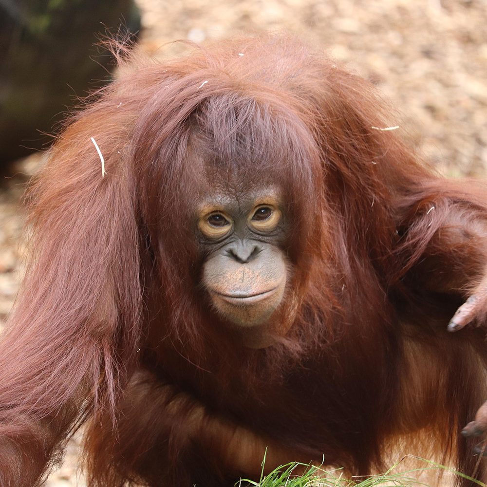 <b>BORNEAN ORANGUTAN</b>
<br>
<i>Pongo pygmaeus</i>
<br>
Where They Live: Borneo
<br>
Status: Endangered