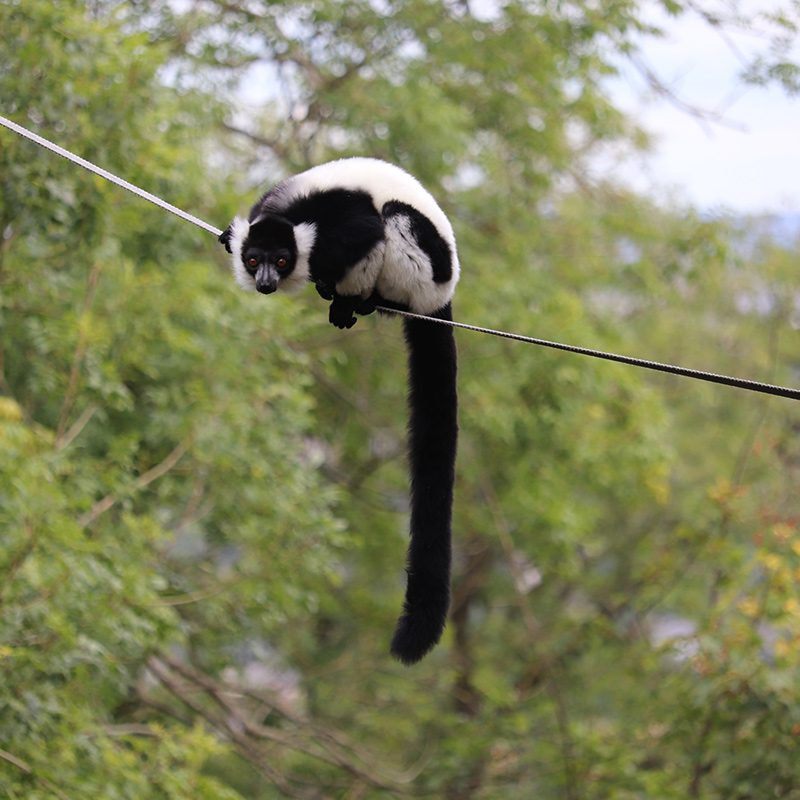 <b>BLACK & WHITE RUFFED LEMUR</b>
<i>Varecia variegata</i>
<br>
Where They Live: Madagascar
<br>
Status: Critically Endangered