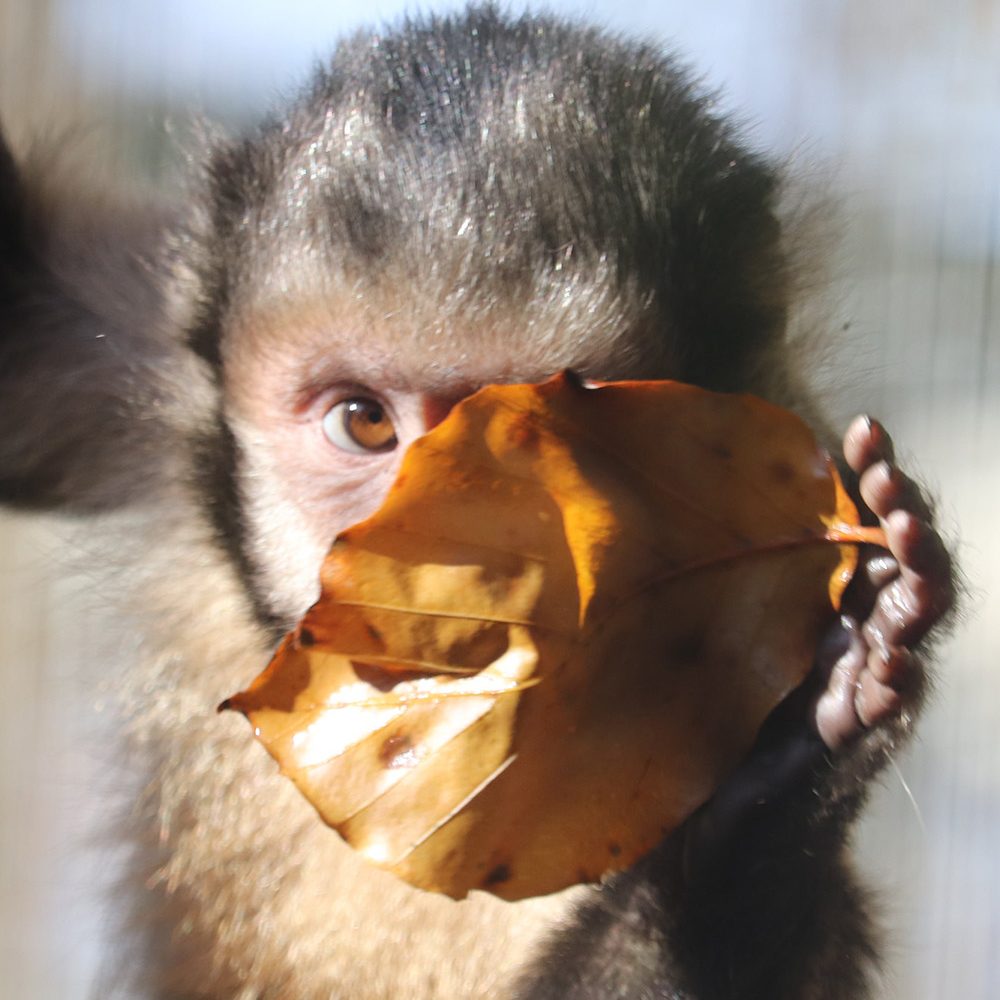 <b>YELLOW BREASTED CAPUCHIN</b>
<br>
<i>Sapajus xanthosternos</i>
<br>
Where They Live: Brazil
<br>
Status: Critically Endangered