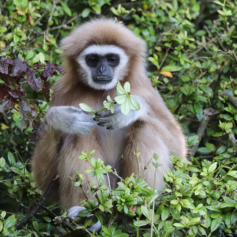 <b>LAR GIBBON</b>
<br>
<i>Hylobates lar</i>
<br>
Where They Live: China, Thailand, Laos, Burma & Indonesia
<br>
Status: Endangered