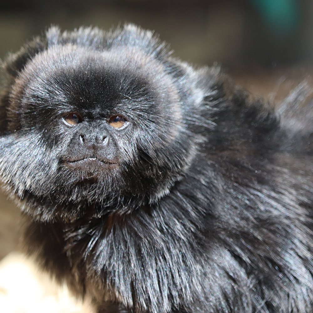 <b>GOELDI'S MONKEY</b>
<br>
<i>Callimico goeldii</i>
<br>
Where They Live: Bolivia, Brazil, Colombia, Ecuador & Peru
<br>
Status: Vulnerable