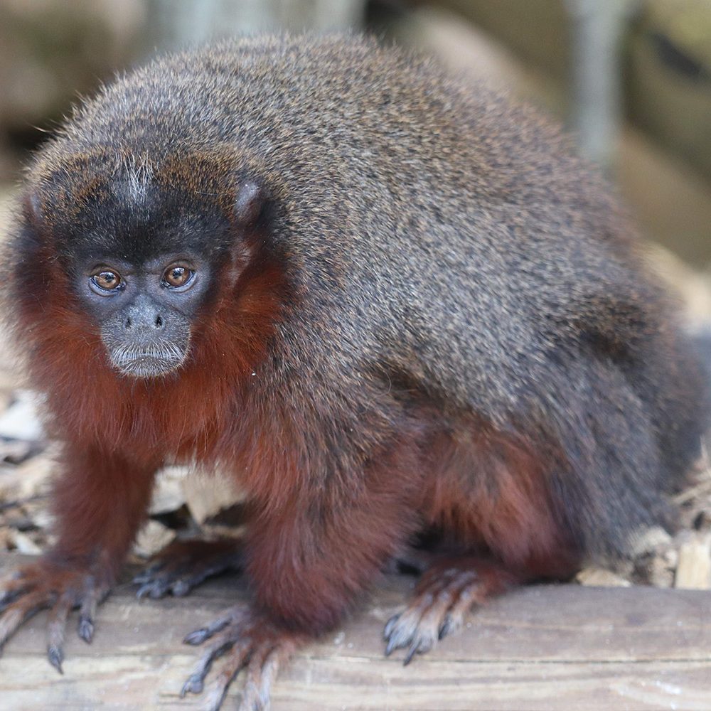 <b>COPPERY TITI MONKEY</b>
<br>
<i>Plecturocebus cupreus</i>
<br>
Where They Live: Brazil & Peru
<br>
Status: Least Concern