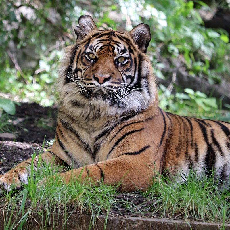 <b> SUMATRAN TIGER </b>
<br>
<i>Panthera tigris sondaica</i>
<br>
Where They Live: Sumatra
<br>
Status: Critically Endangered