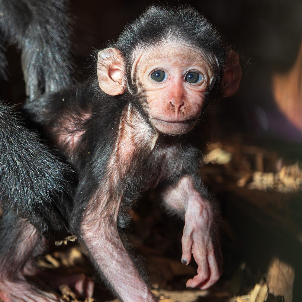 <b>SULAWESI CRESTED MACAQUE</b>
<br>
<i>Macaca nigra</i>
<br>
Where They Live: Indonesia
<br>
Status: Critically Endangered