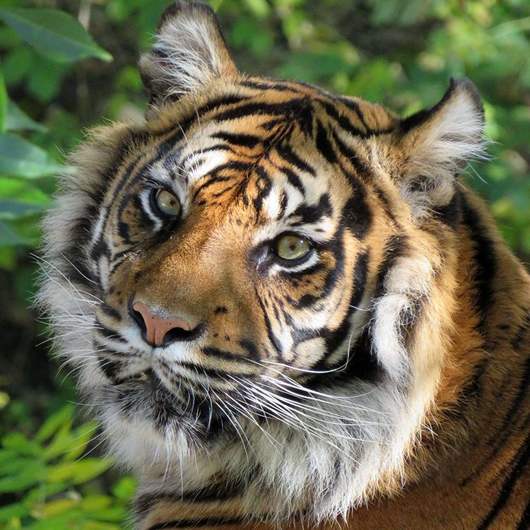 <b> SUMATRAN TIGER </b>
<br>
<i>Panthera tigris sondaica</i>
<br>
Where They Live: Sumatra
<br>
Status: Critically Endangered