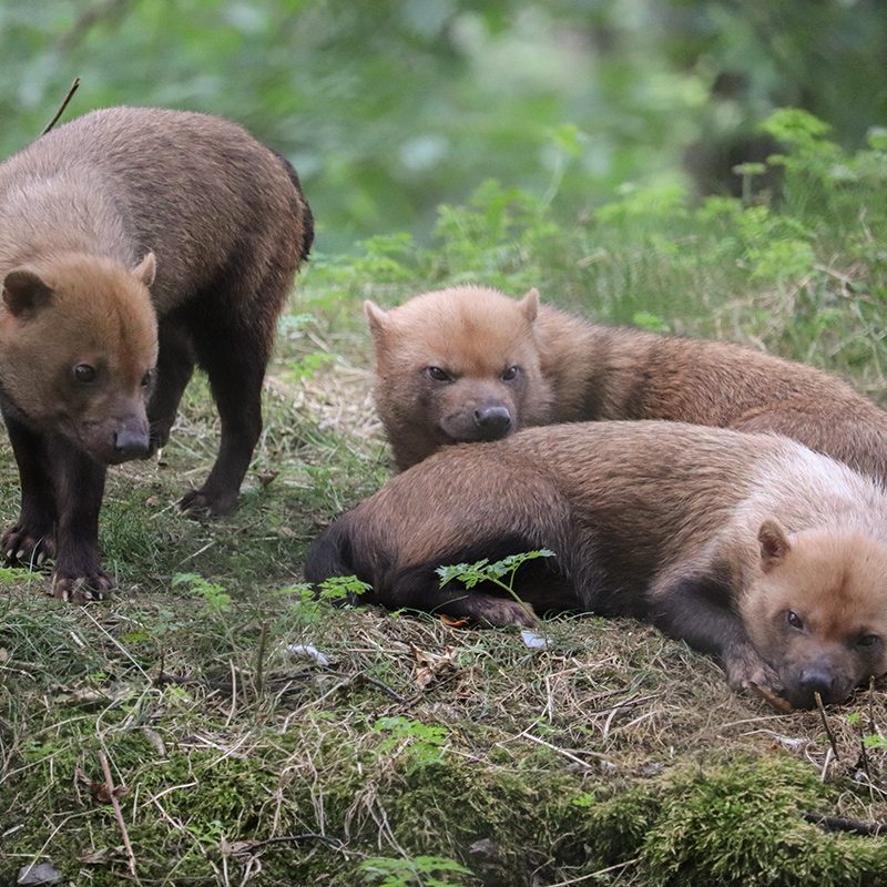 <b>BUSH DOG</b>
<br>
<i>Speothos venaticus</i>
<br>
Where They Live: Central & Southern America
<br>
Status: Near Threatened