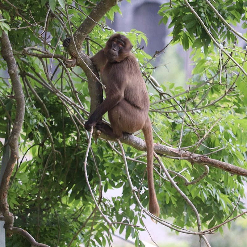 <b>GELADA</b>
<br>
<i>Theropithecus gelada</i>
<br>
Where They Live: Ethiopian Highlands
<br>
Status: Least Concern