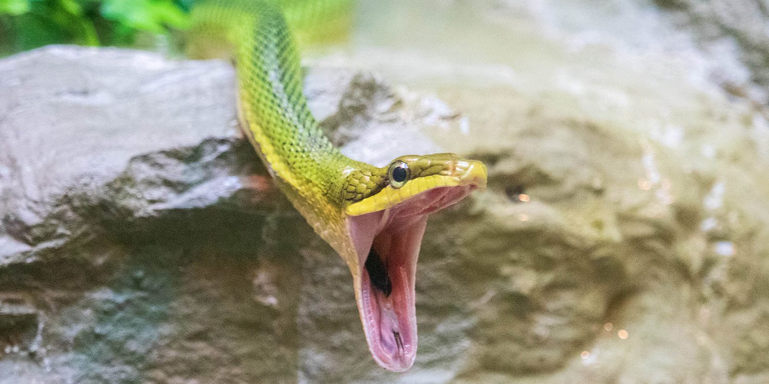 <b>RED-TAILED GREEN RAT SNAKE</b>
<br>
<i>Gonyosoma oxycephalum</i>
<br>
Where They Live: South East Asia
<br>
Status: Least Concern