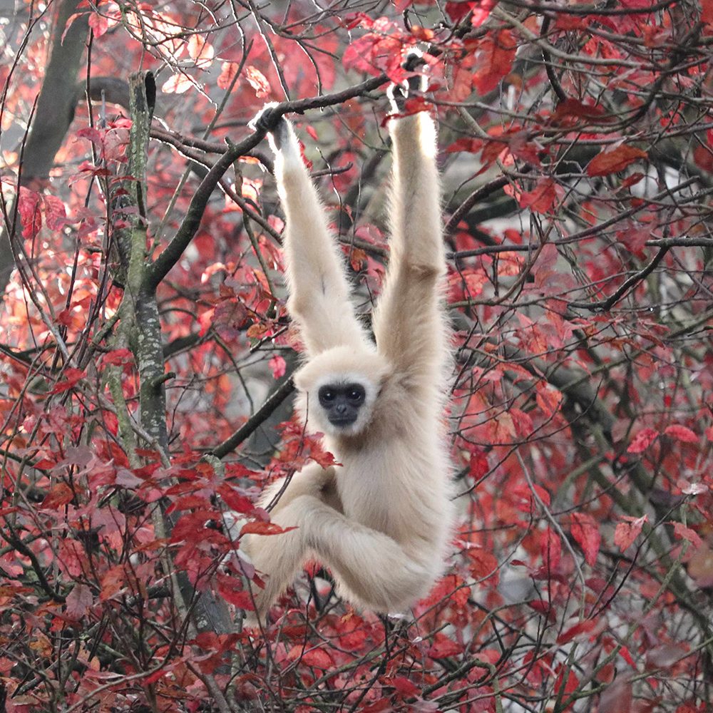 <b>LAR GIBBON</b>
<br>
<i>Hylobates lar</i>
<br>
Where They Live: China, Thailand, Laos, Burma & Indonesia
<br>
Status: Endangered