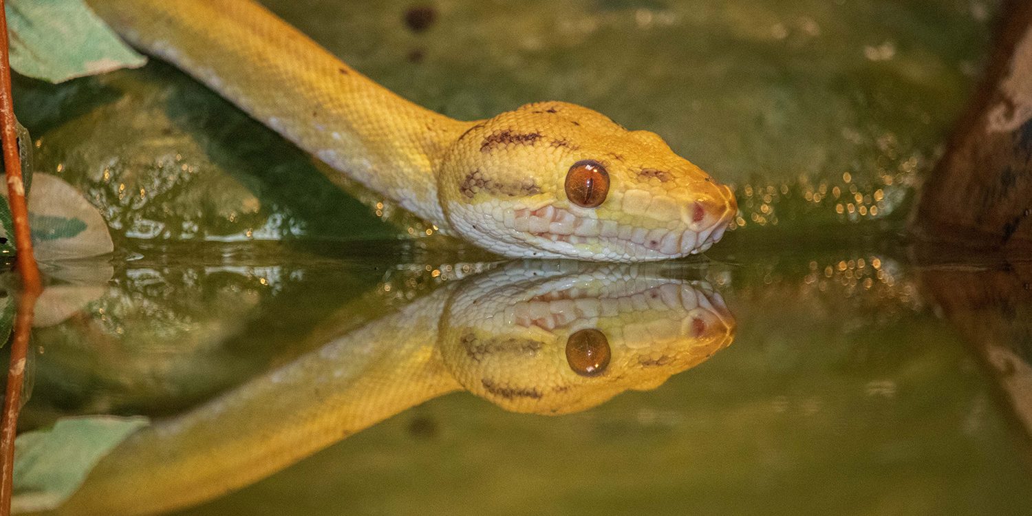 <b>AMAZON TREE BOA</b>
<br>
<i>Corallus hortulana</i>
<br>
Where They Live: South America
<br>
Status: Least Concern