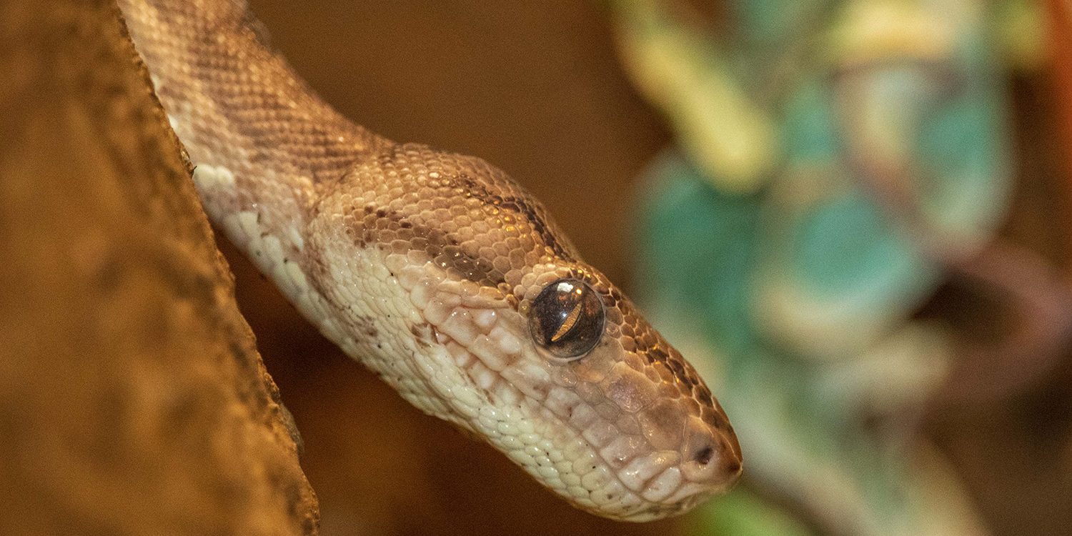 <b>AMAZON TREE BOA</b>
<br>
<i>Corallus hortulana</i>
<br>
Where They Live: South America
<br>
Status: Least Concern