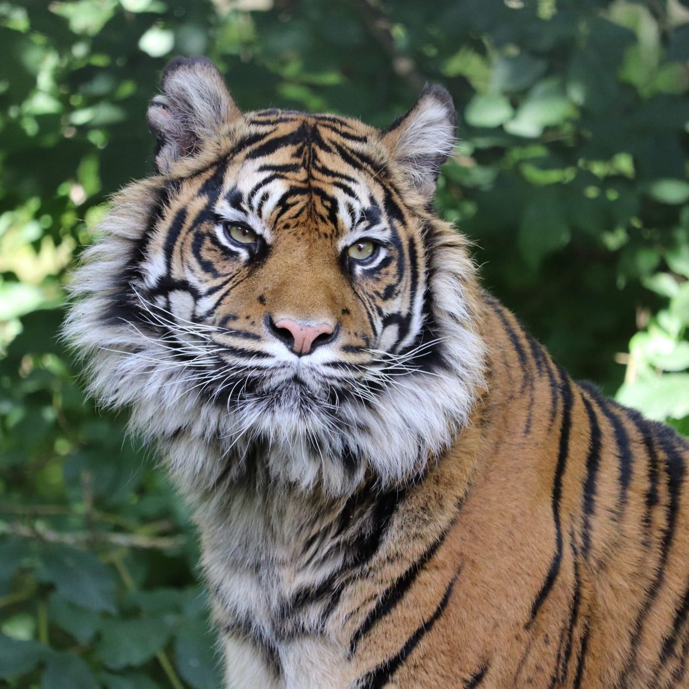 <b> SUMATRAN TIGER </b>
<br>
<i>Panthera tigris sondaica</i>
<br>
Where They Live: Sumatra
<br>
Status: Critically Endangered