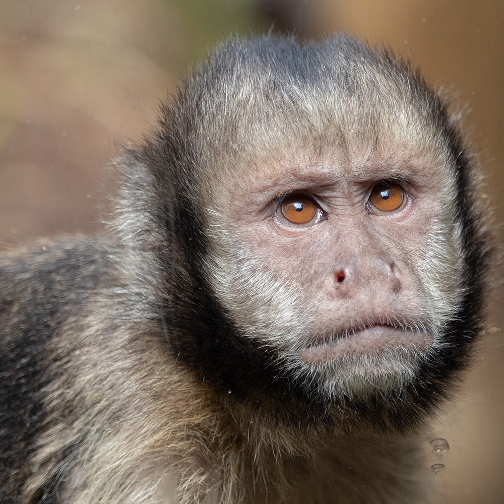 <b>YELLOW BREASTED CAPUCHIN</b>
<br>
<i>Sapajus xanthosternos</i>
<br>
Where They Live: Brazil
<br>
Status: Critically Endangered