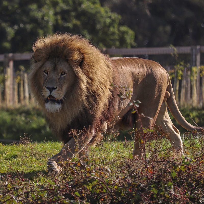 <b>AFRICAN LION</b>
<br>
<i>Panthera leo</i>
<br>
Where They Live: Africa
<br>
Status: Vulnerable