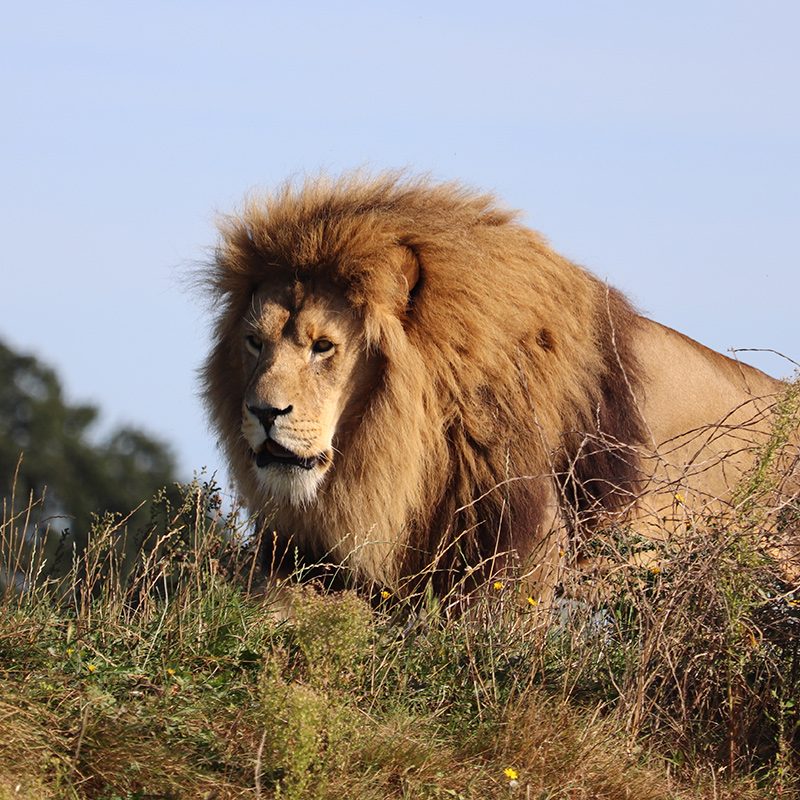 <b>AFRICAN LION</b>
<br>
<i>Panthera leo</i>
<br>
Where They Live: Africa
<br>
Status: Vulnerable