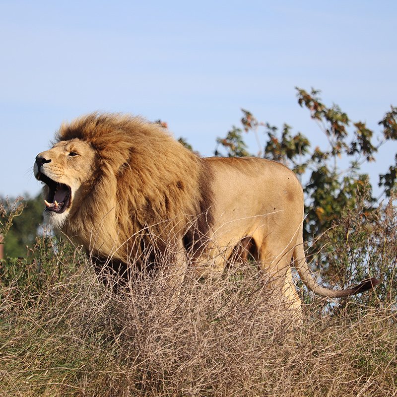 <b>AFRICAN LION</b>
<br>
<i>Panthera leo</i>
<br>
Where They Live: Africa
<br>
Status: Vulnerable